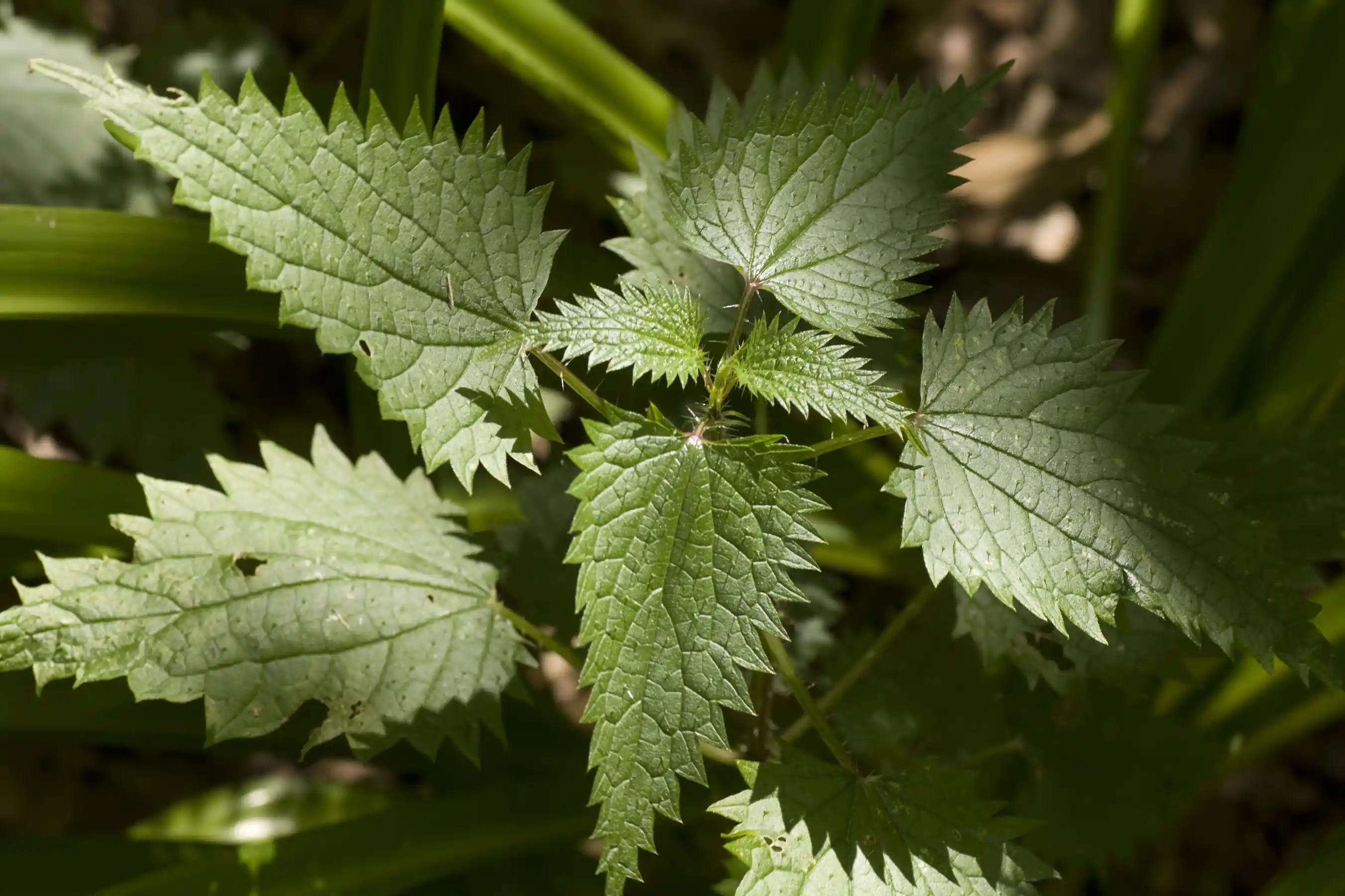 Hojas dentadas de Urtica dioica en una planta viva.